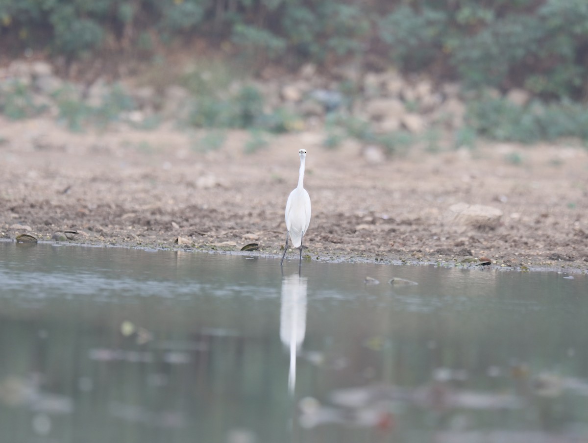 Medium Egret - ML611390006