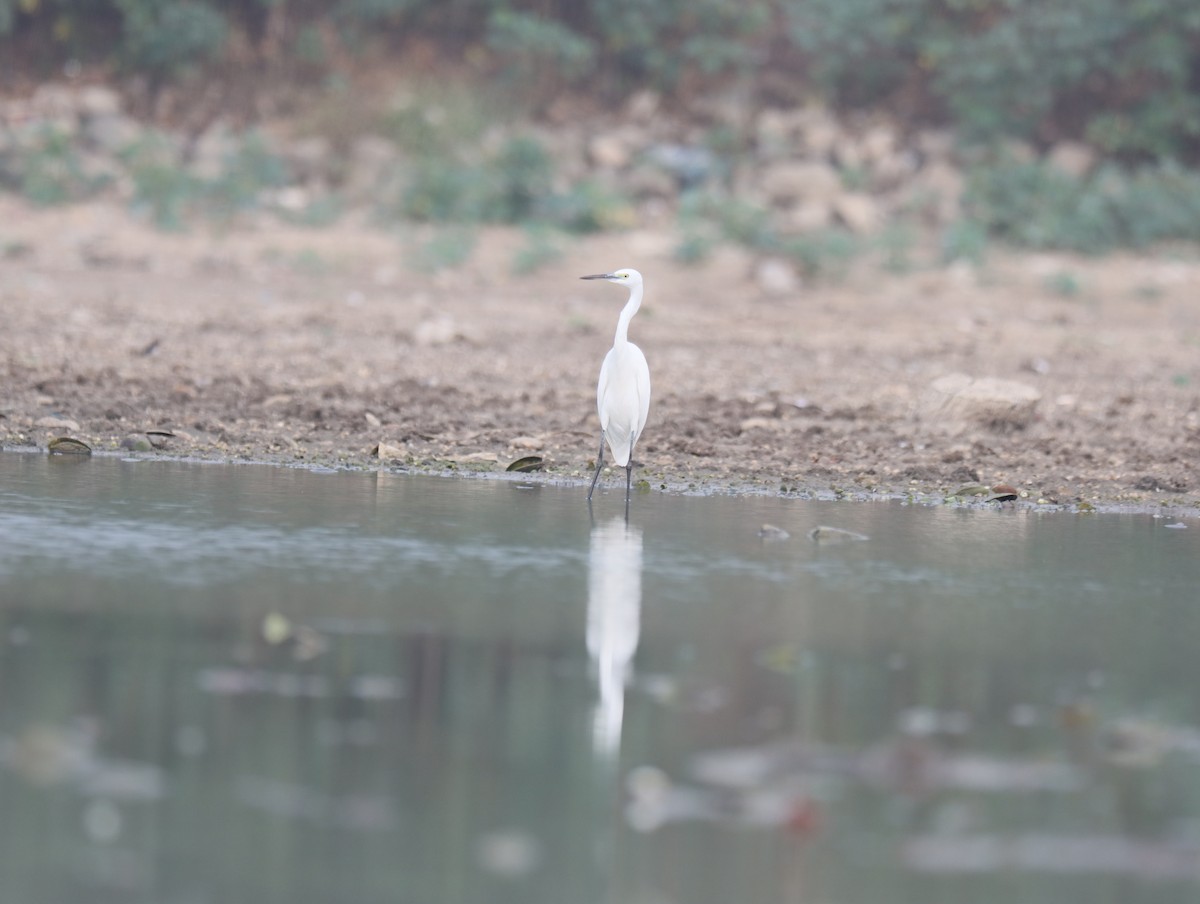 Medium Egret - ML611390008