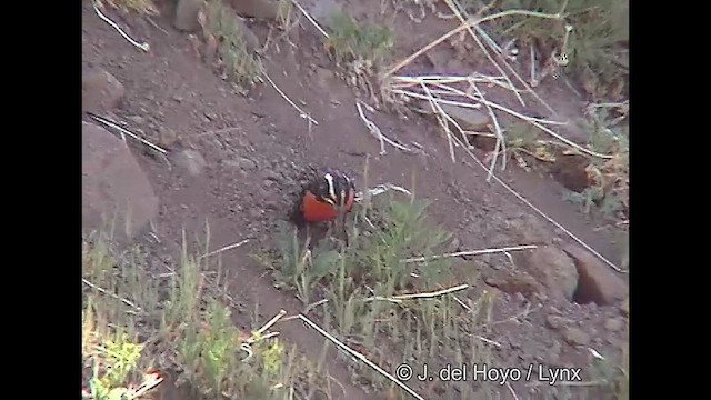 Long-tailed Meadowlark - ML611390033