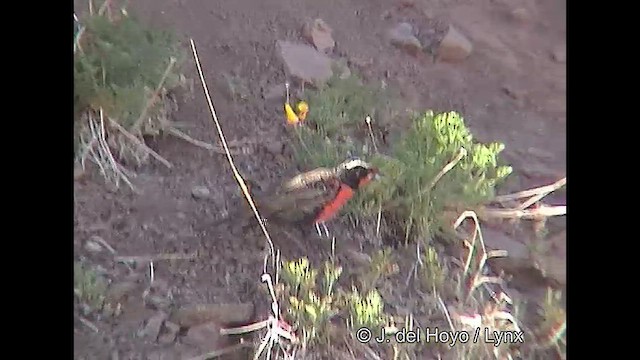 Long-tailed Meadowlark - ML611390034