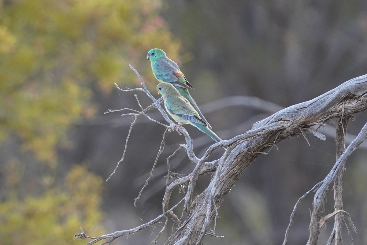 Red-rumped Parrot - ML611390048