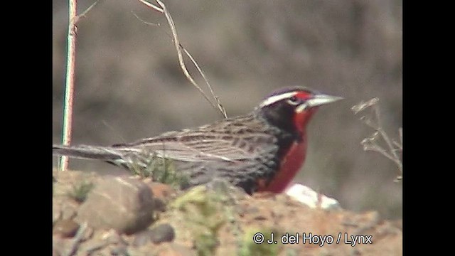 Long-tailed Meadowlark - ML611390067