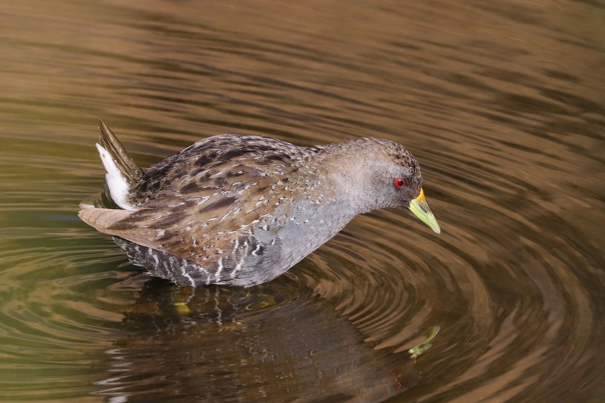 Australian Crake - ML611390182