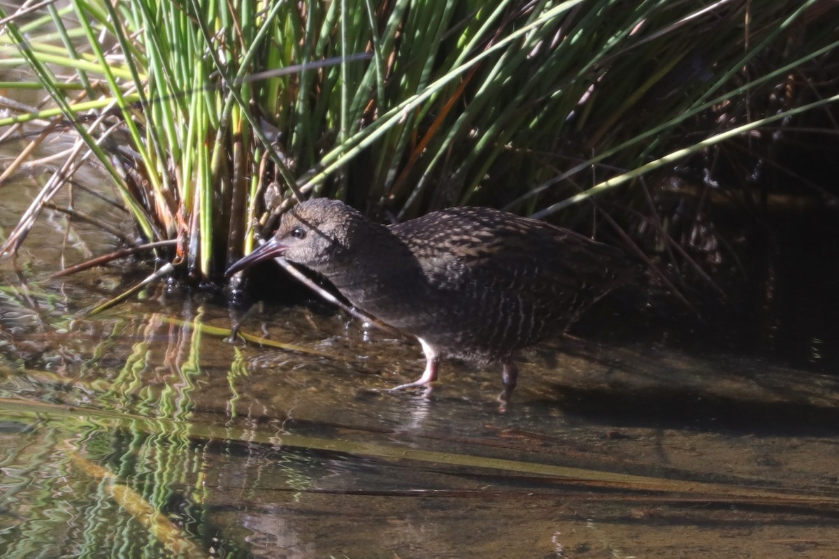 Krickralle - ML611390201