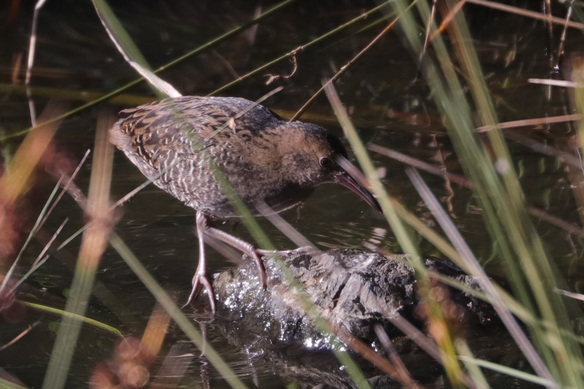 Lewin's Rail - ML611390202