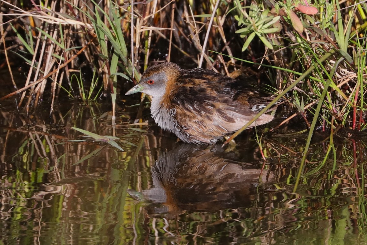 Baillon's Crake - ML611390208