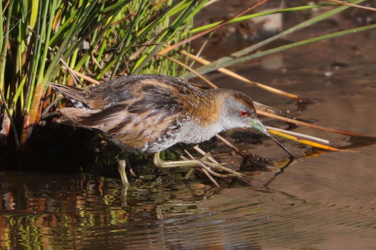 Baillon's Crake - ML611390209