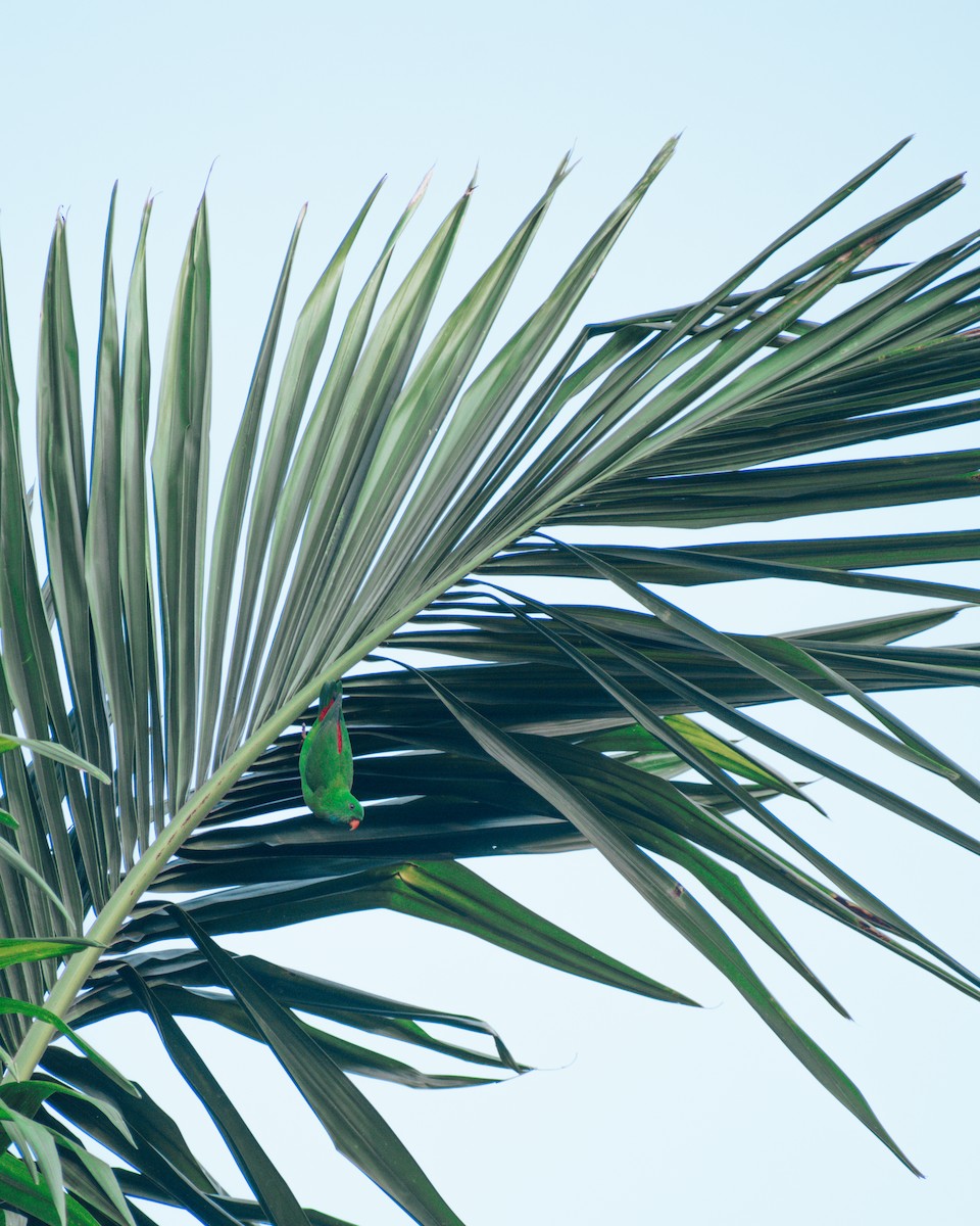 Vernal Hanging-Parrot - ML611390273