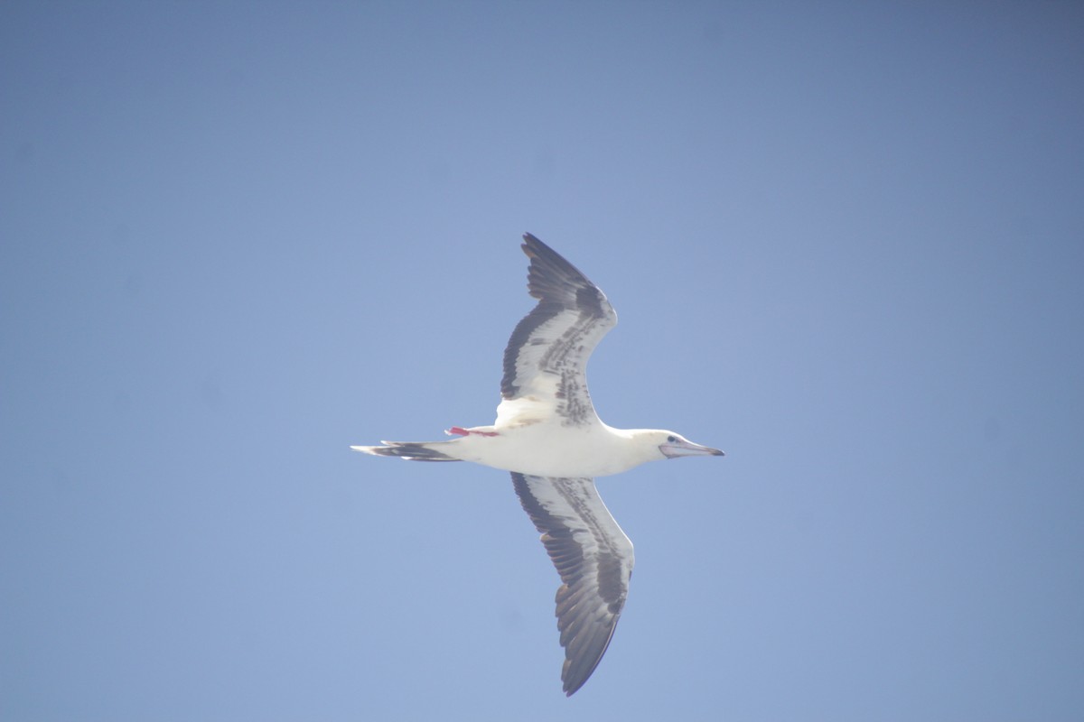 Red-footed Booby - ML611390360