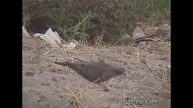 Eared Dove - ML611390371