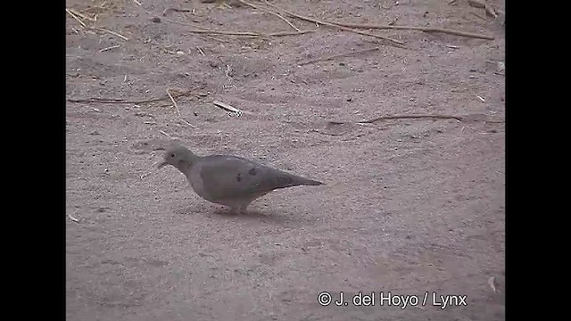 Eared Dove - ML611390372