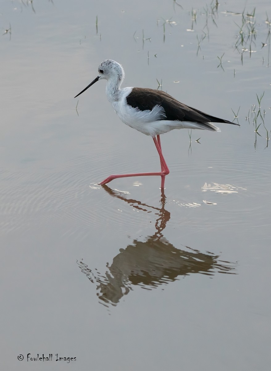 Black-winged Stilt - ML611390411