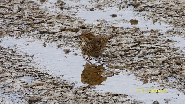 Corn Bunting - ML611390420