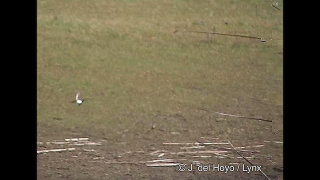 Chilean Swallow - ML611390555