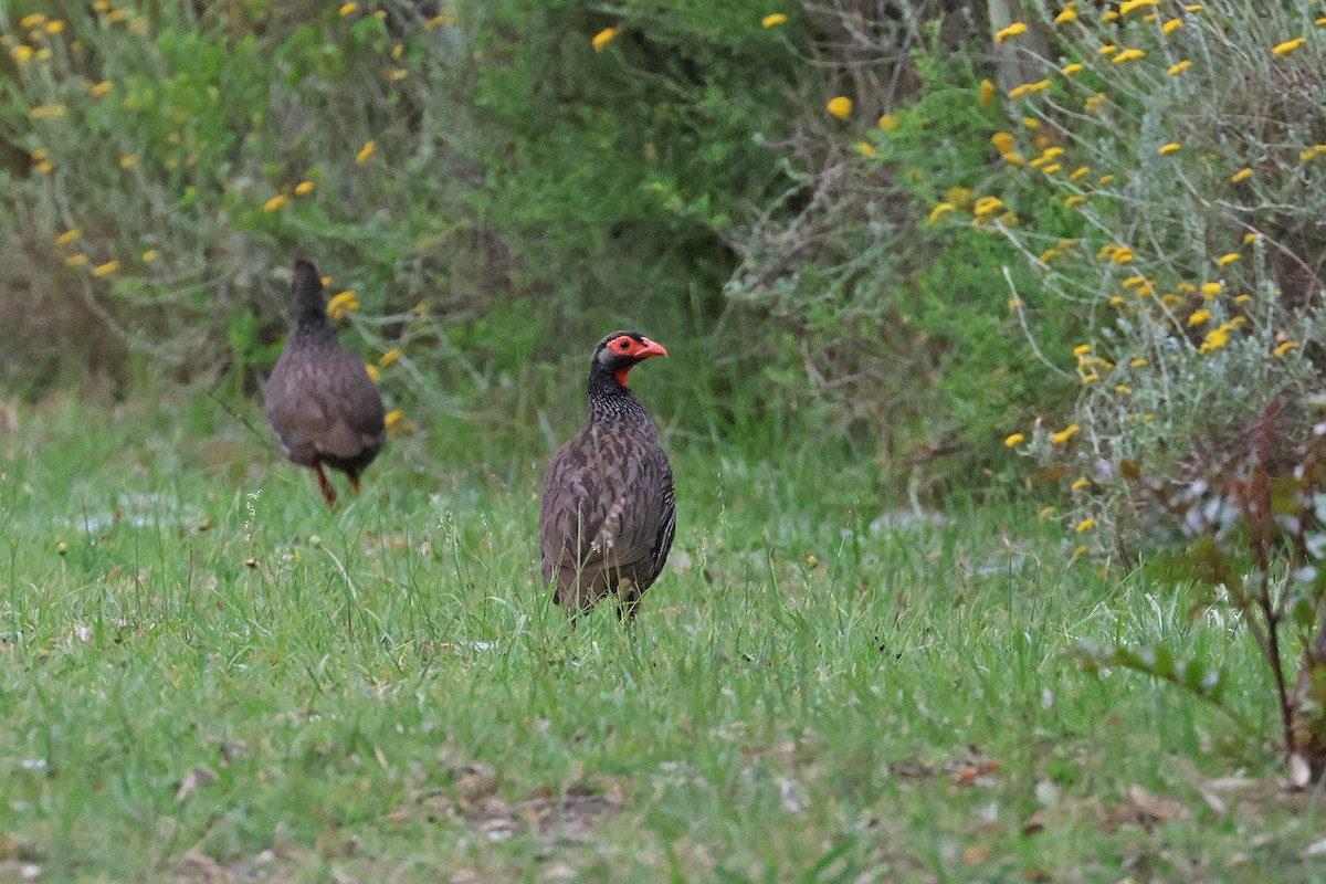 Red-necked Spurfowl (Southern) - Charley Hesse TROPICAL BIRDING