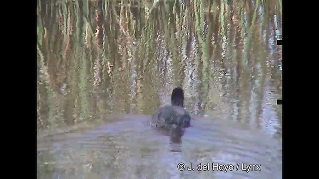 Foulque à jarretières - ML611390559