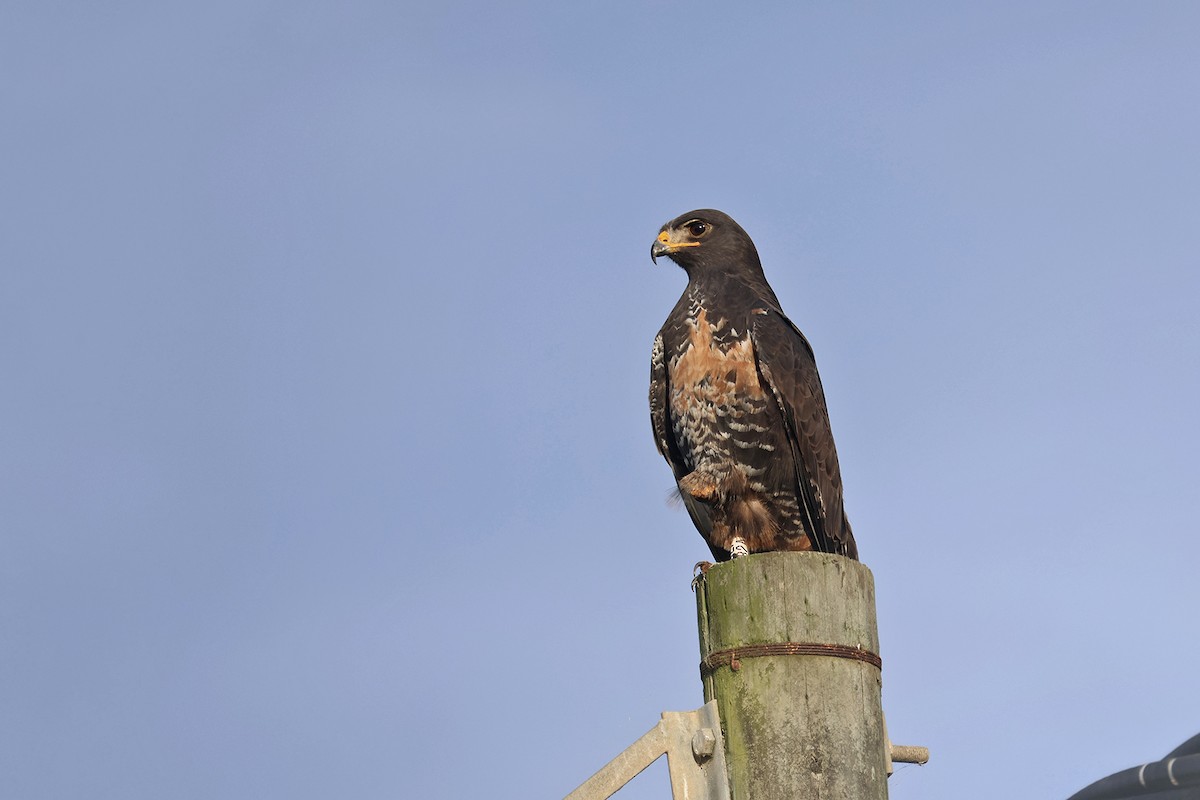 Jackal Buzzard - ML611390580