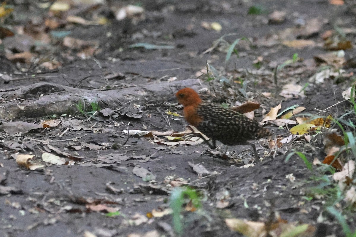 Buff-spotted Flufftail - ML611390589