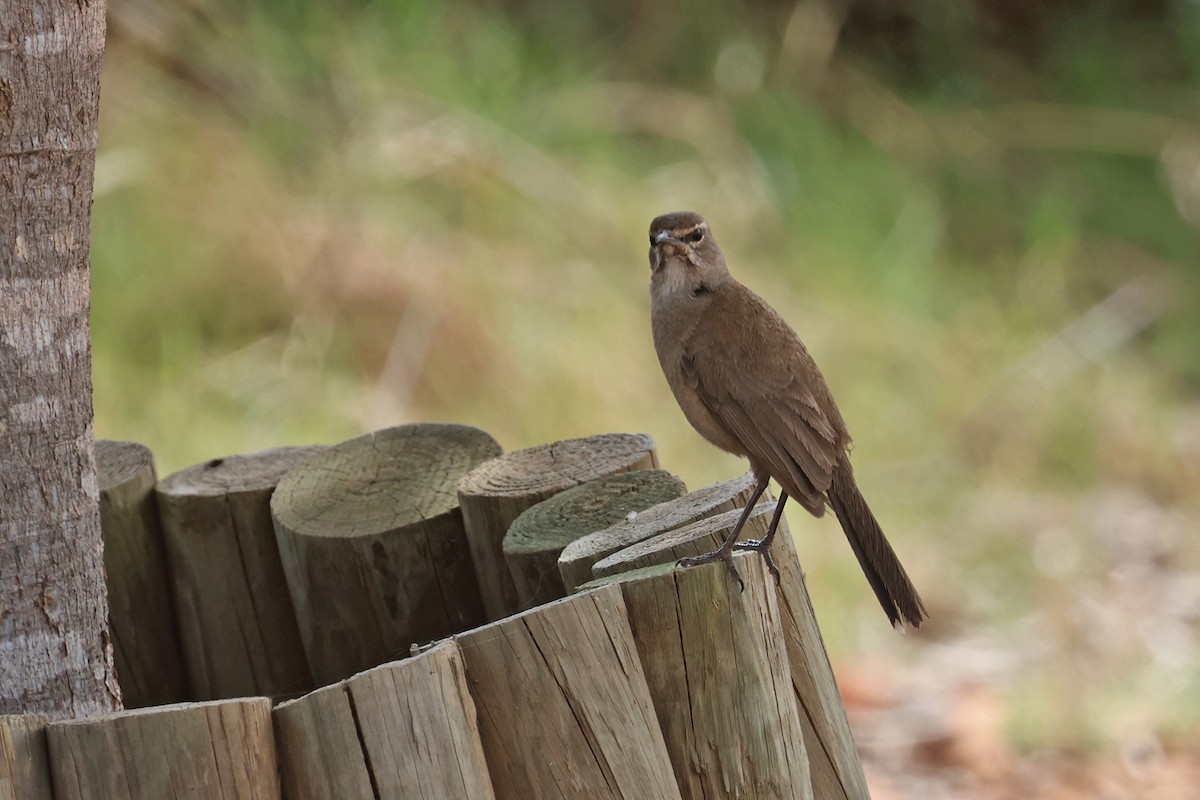 Karoo Scrub-Robin - ML611390669