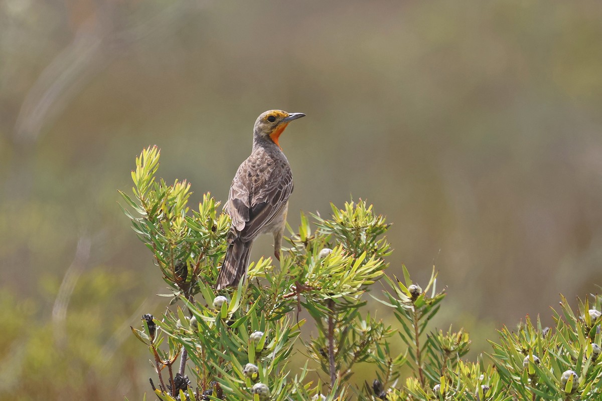 Orange-throated Longclaw - Charley Hesse TROPICAL BIRDING