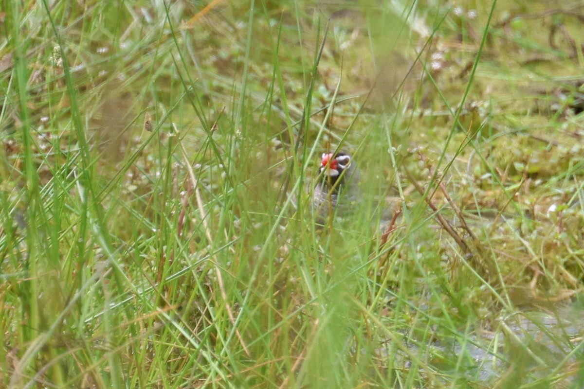 Quailfinch (Spectacled) - ML611390744