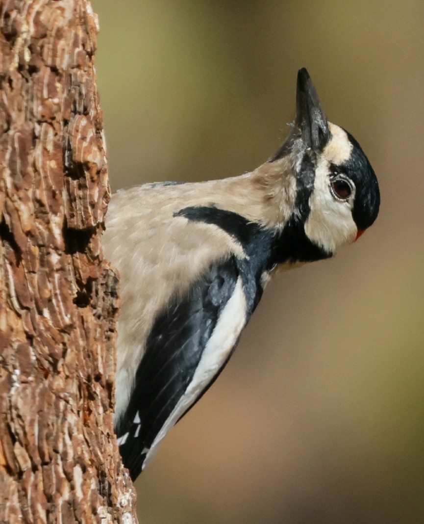 Great Spotted Woodpecker (Canarian) - ML611390810
