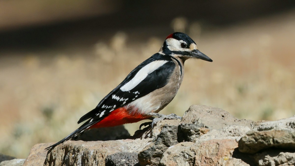Great Spotted Woodpecker (Canarian) - ML611390811