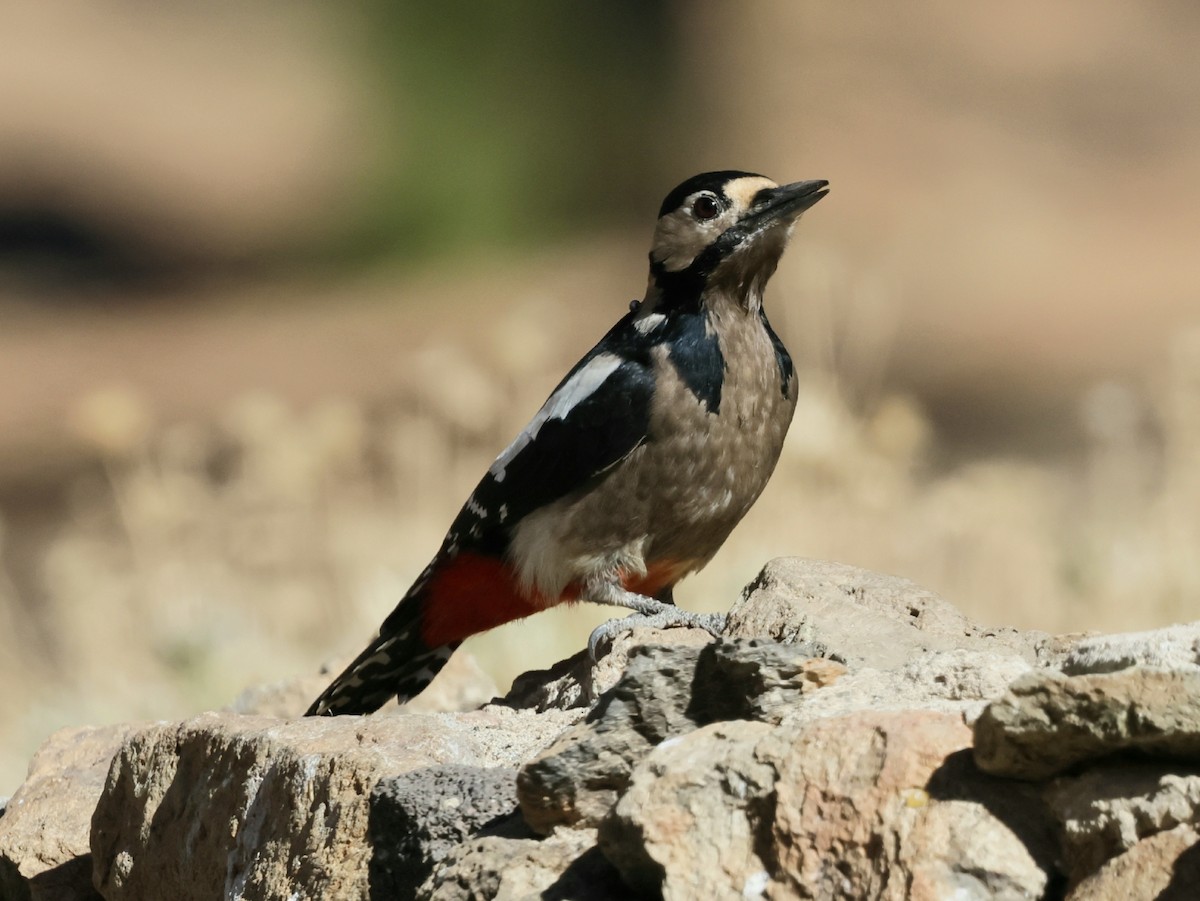 Great Spotted Woodpecker (Canarian) - ML611390812