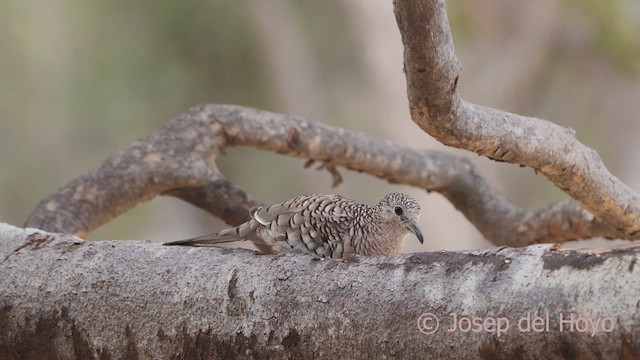 Scaled Dove - ML611390821