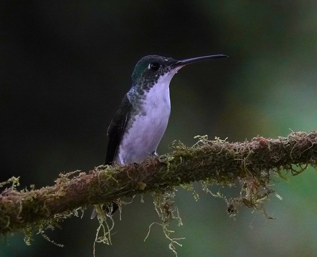 kolibřík andský - ML611390836