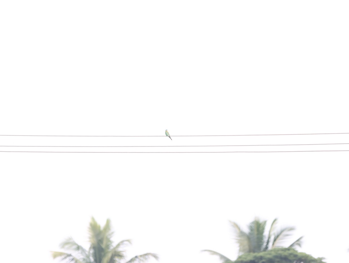 Blue-cheeked Bee-eater - ML611390873