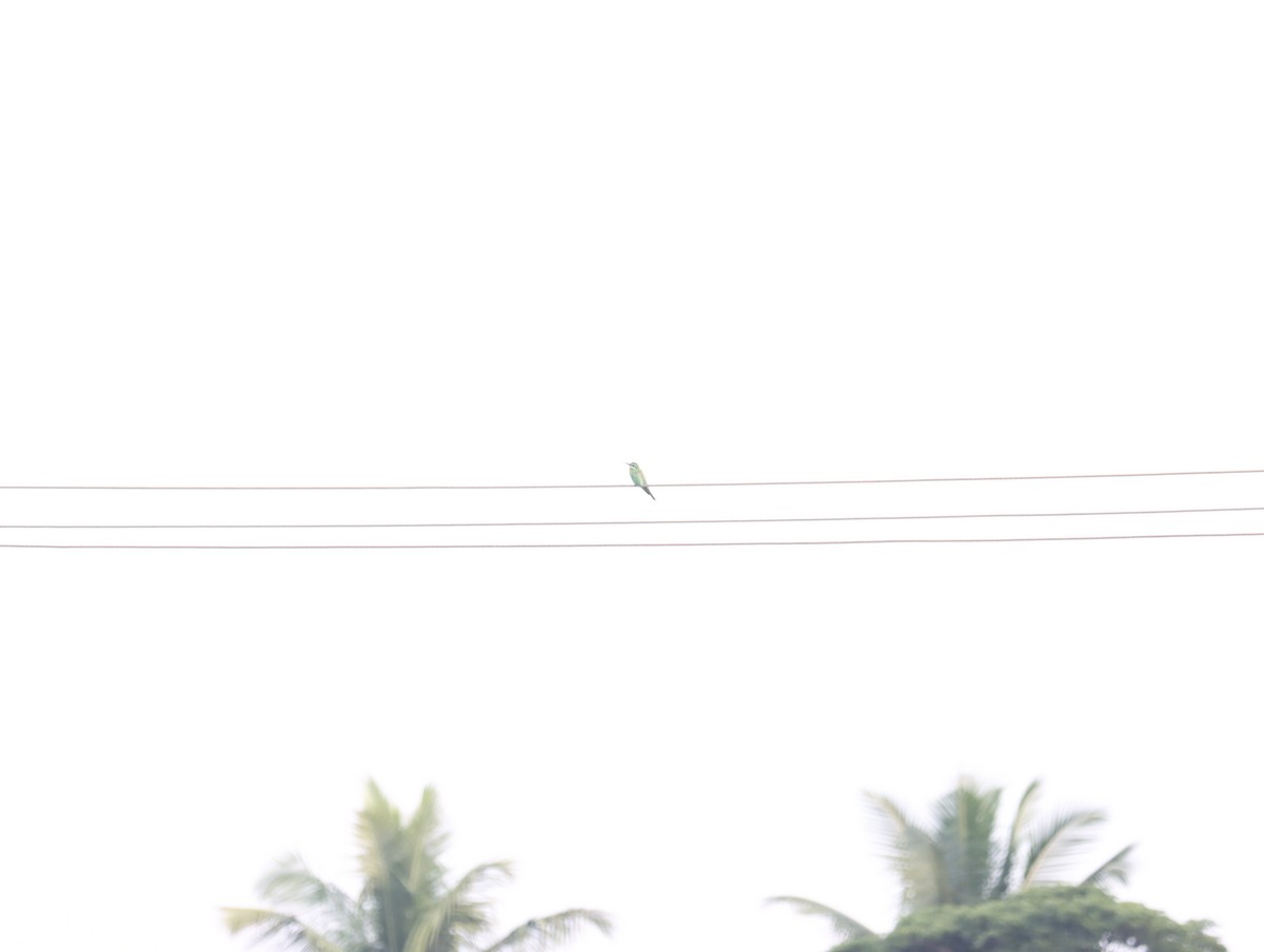 Blue-cheeked Bee-eater - ML611390874