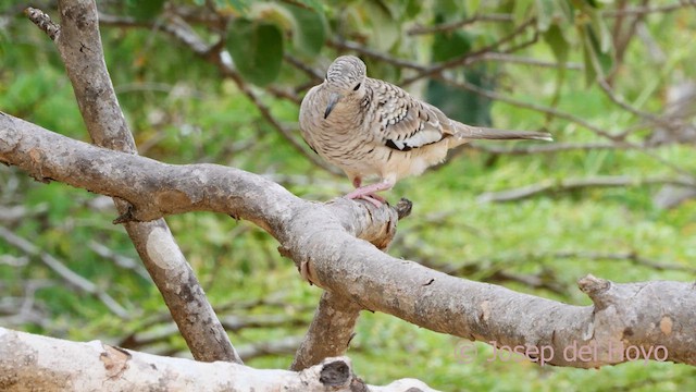 Scaled Dove - ML611390883