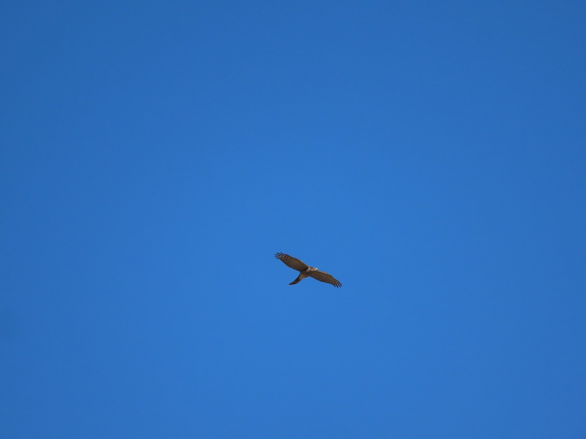 Cooper's Hawk - ML611390899