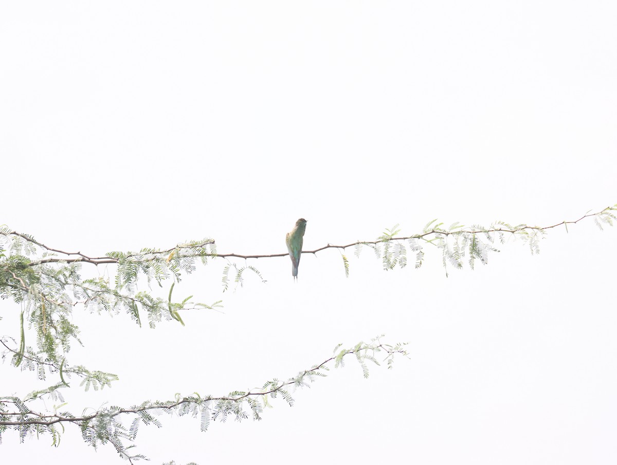 Blue-cheeked Bee-eater - ML611390901