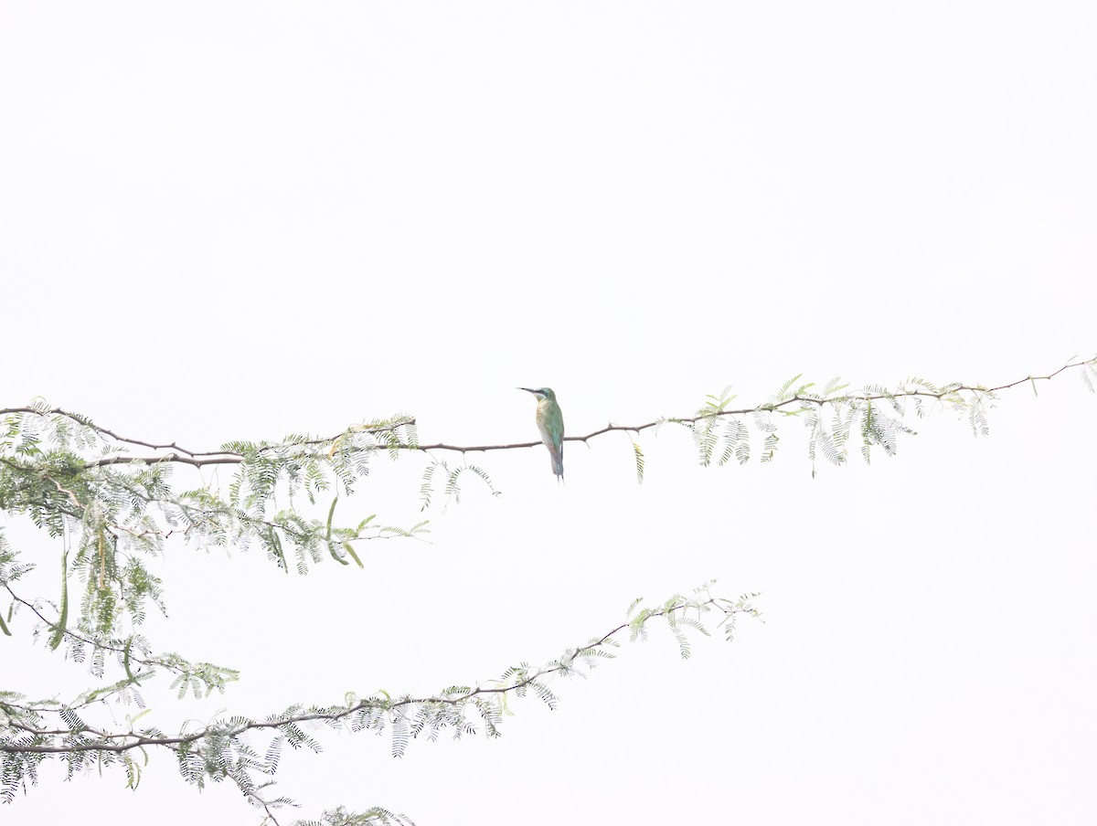 Blue-cheeked Bee-eater - ML611390902