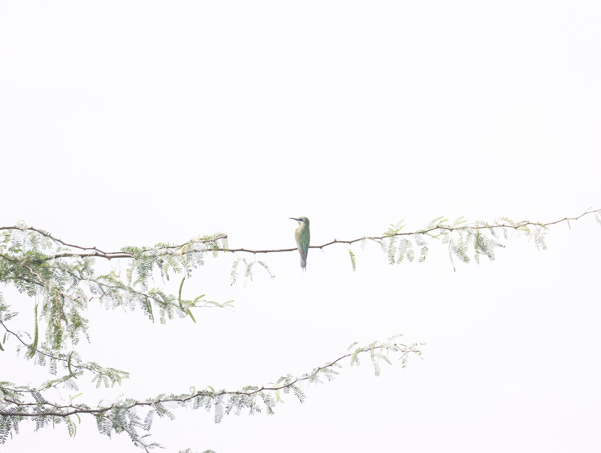 Blue-cheeked Bee-eater - ML611390903