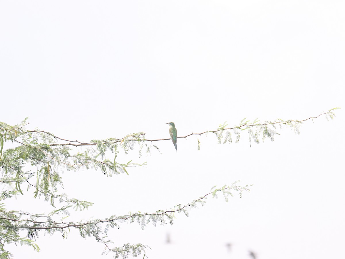 Blue-cheeked Bee-eater - ML611390905