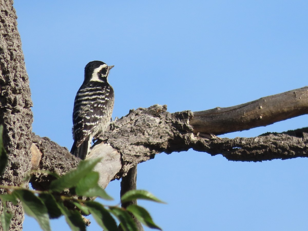 Nuttall's Woodpecker - ML611390912