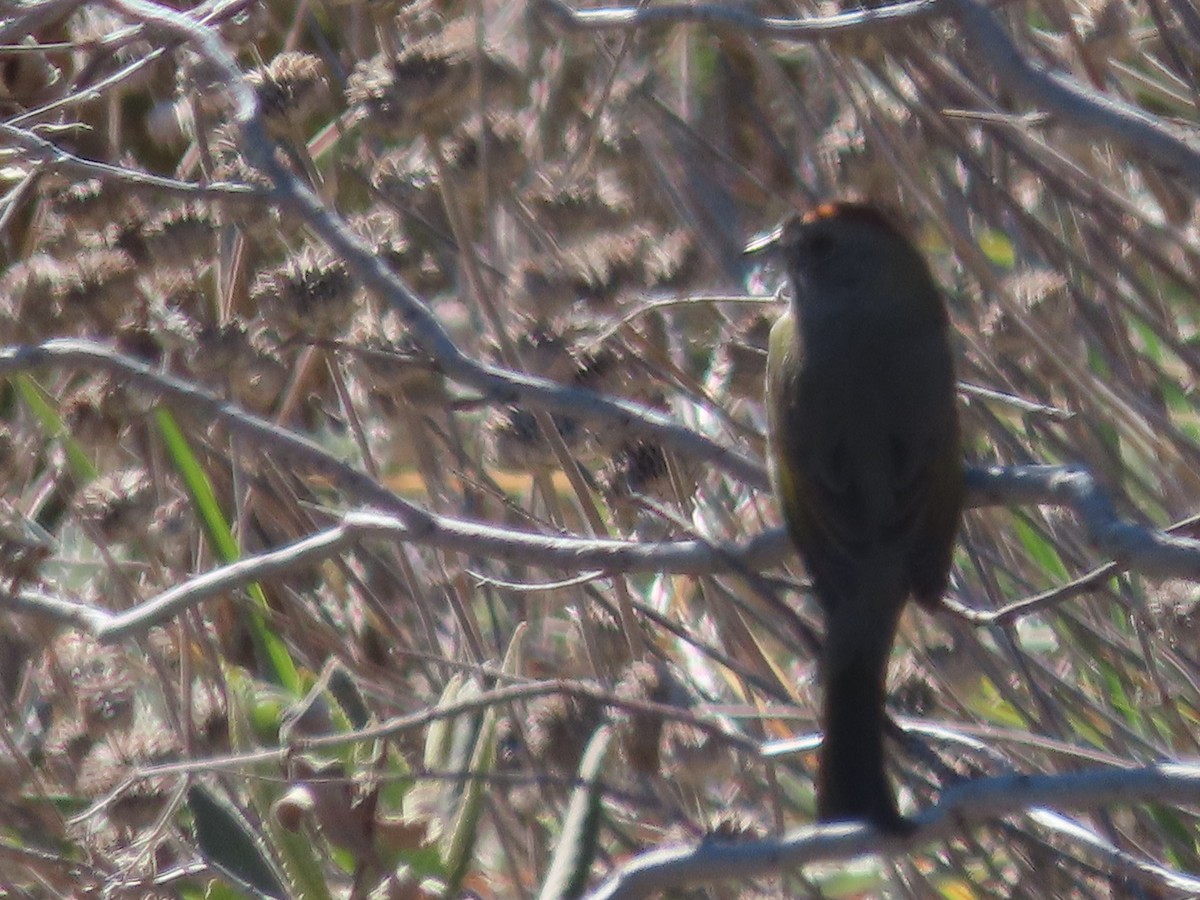Green-tailed Towhee - ML611390964