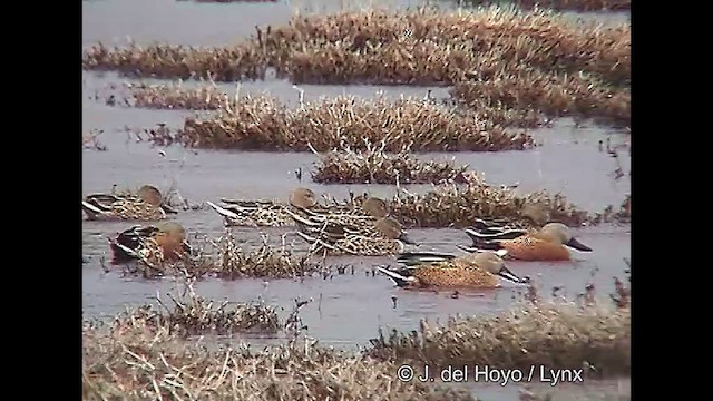 Red Shoveler - ML611390973