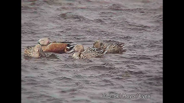 Red Shoveler - ML611390979