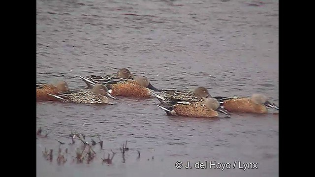 Red Shoveler - ML611390993