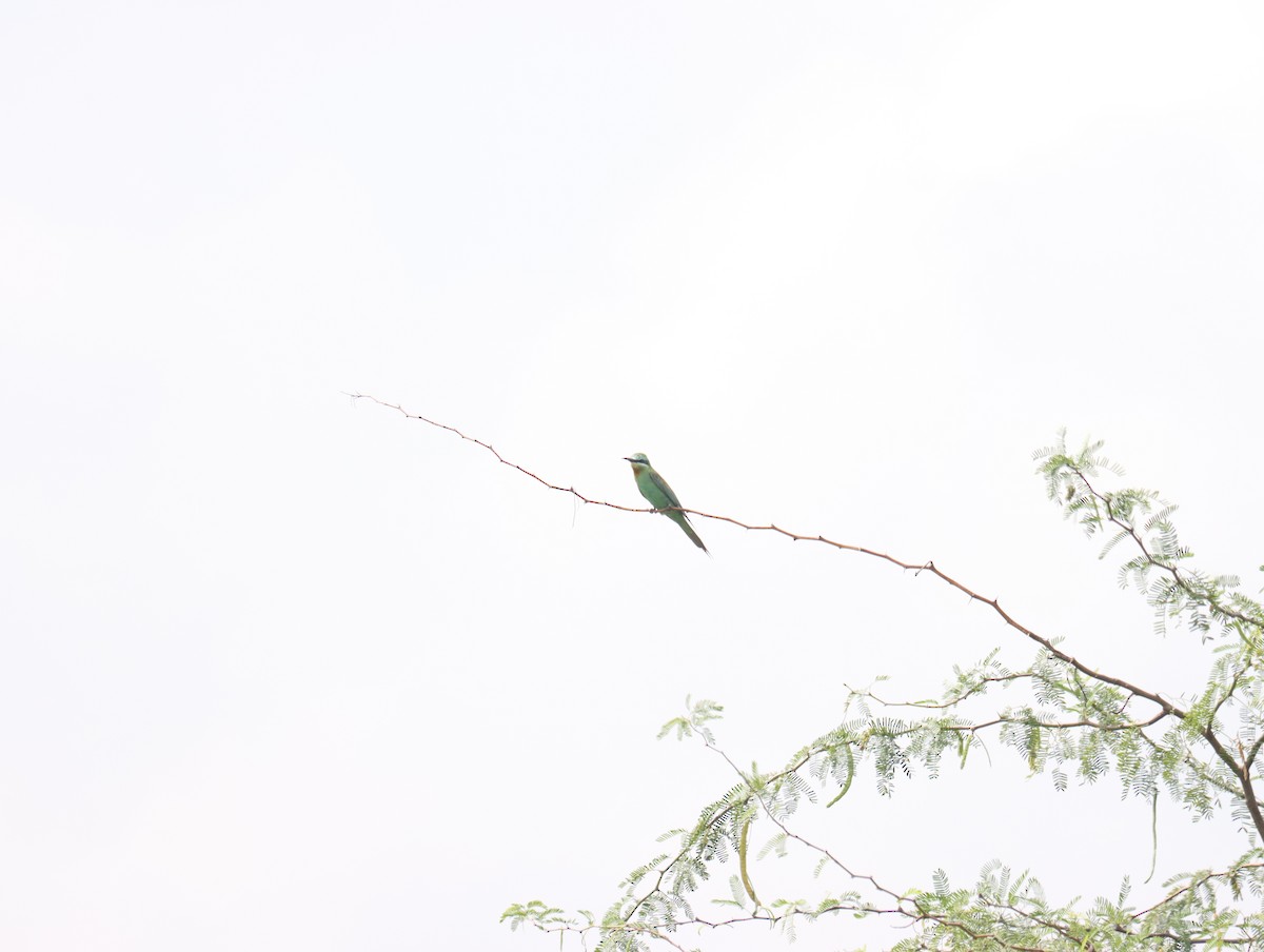 Blue-cheeked Bee-eater - ML611390996