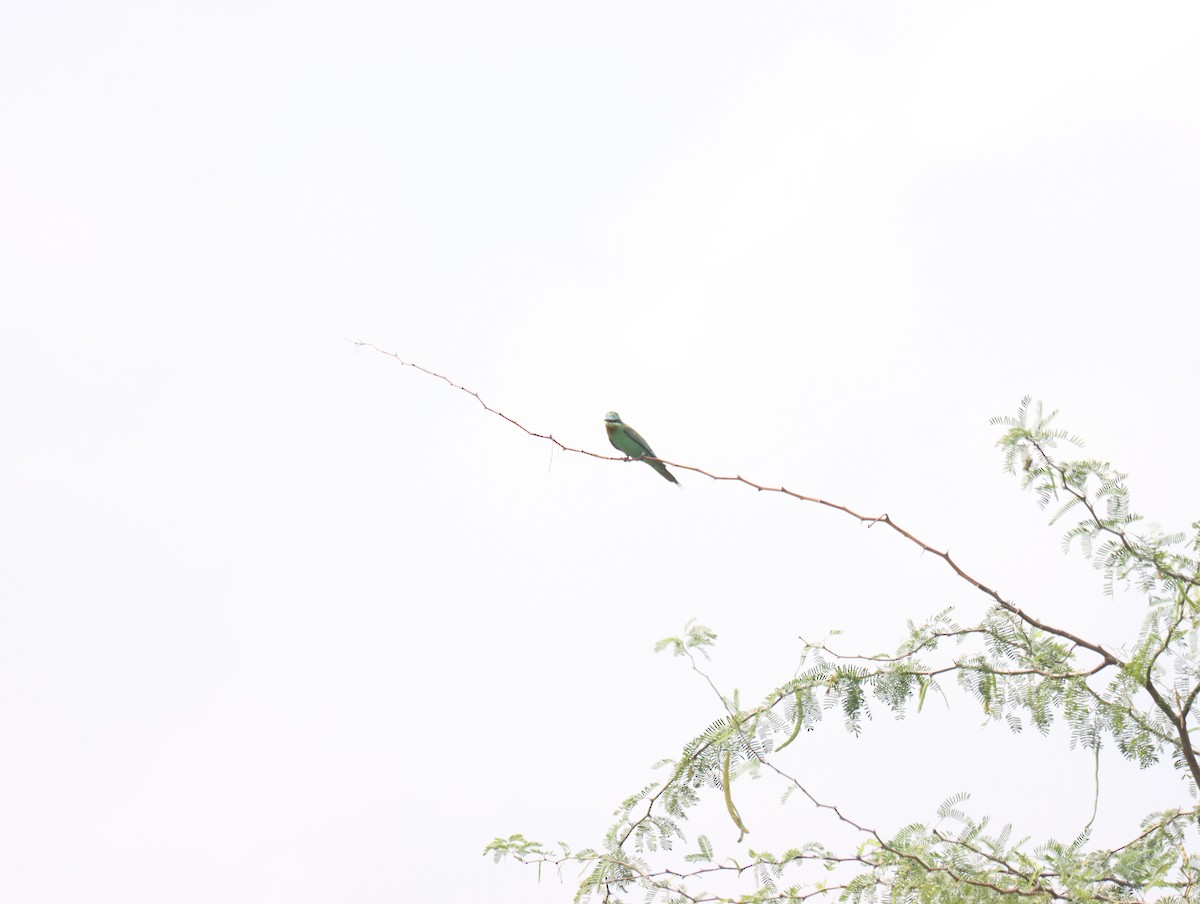 Blue-cheeked Bee-eater - ML611390997