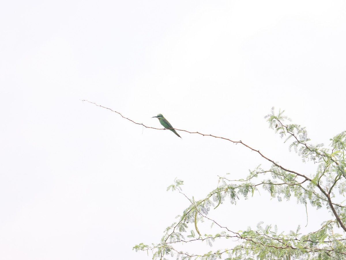 Blue-cheeked Bee-eater - ML611390998