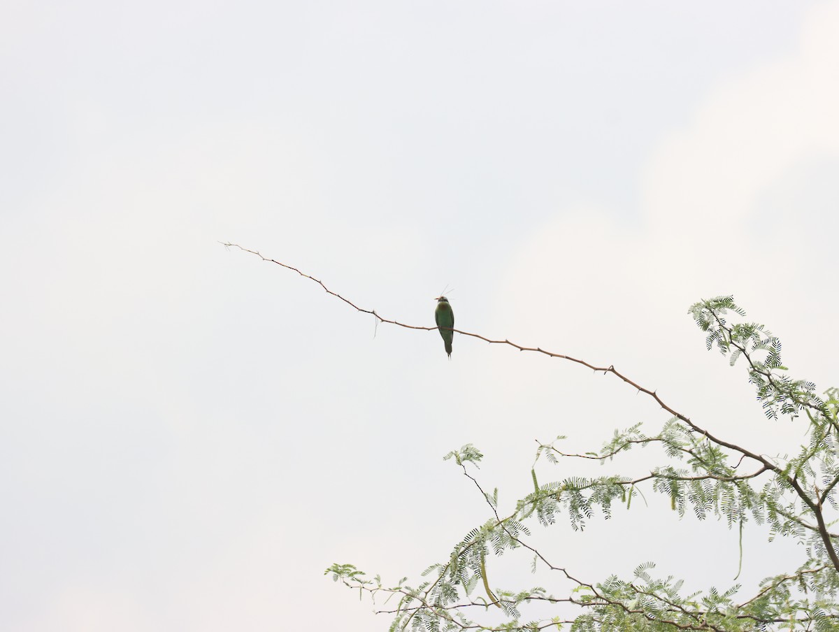 Blue-cheeked Bee-eater - ML611391001