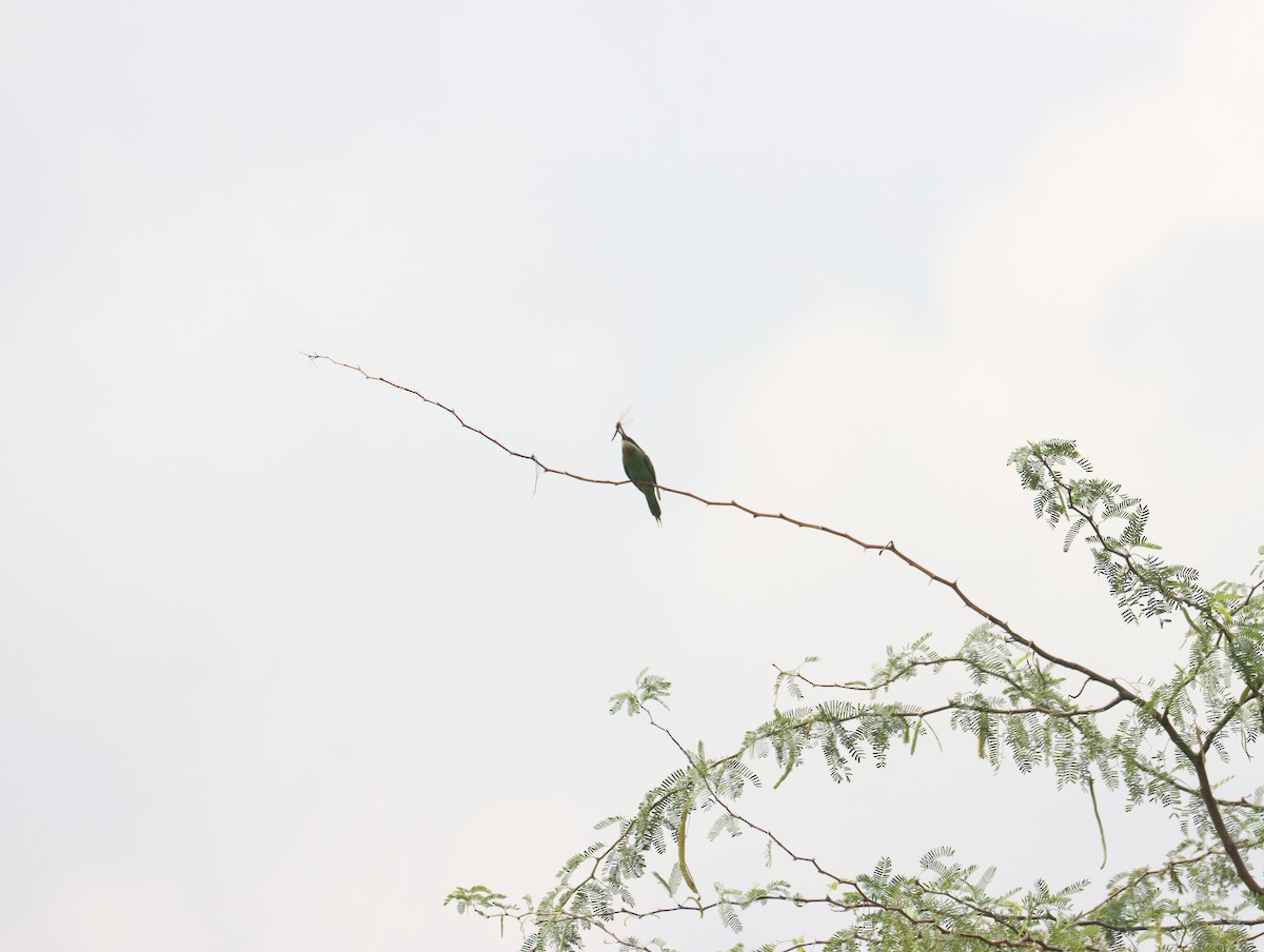 Blue-cheeked Bee-eater - ML611391002