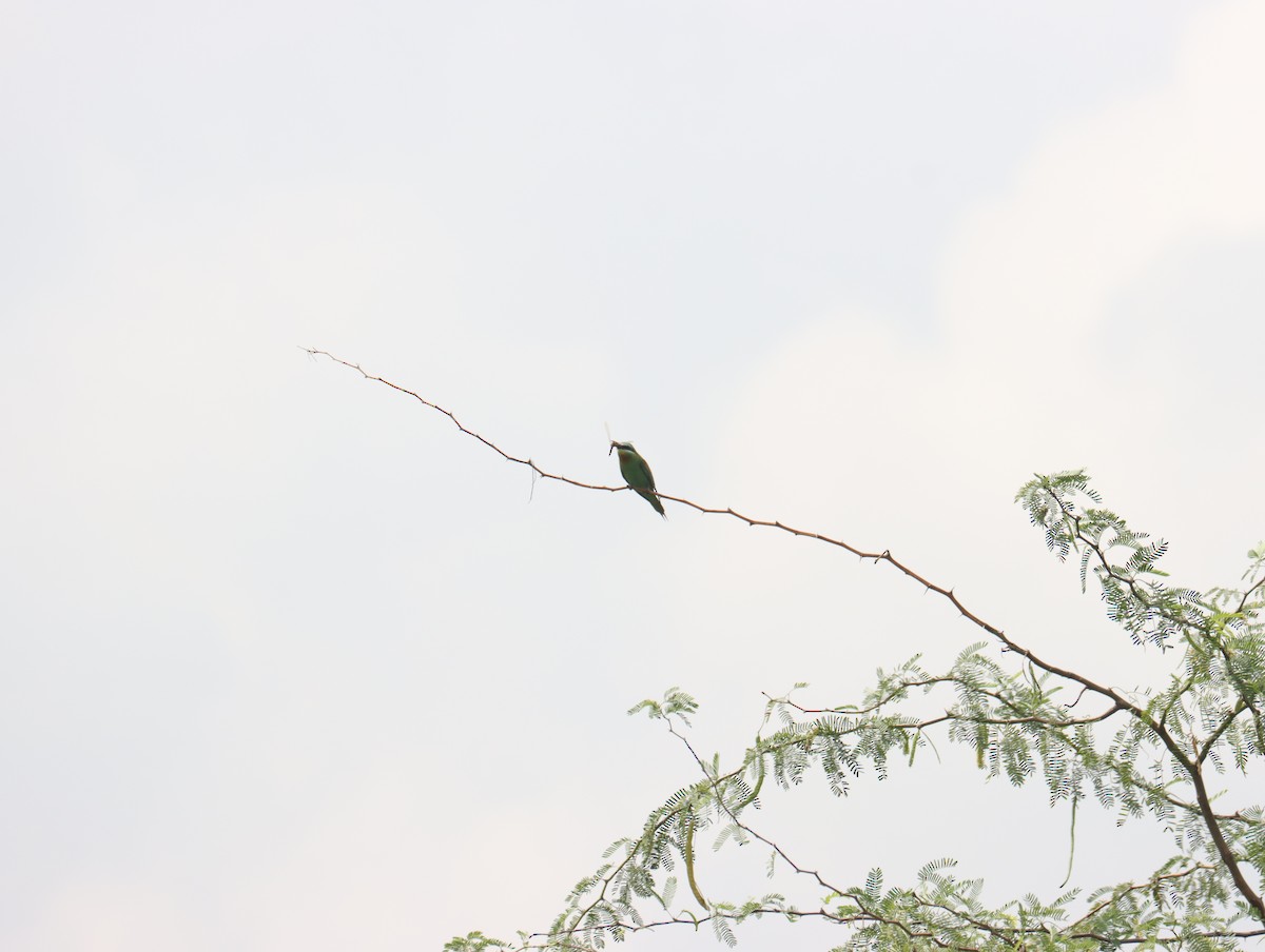 Blue-cheeked Bee-eater - ML611391003