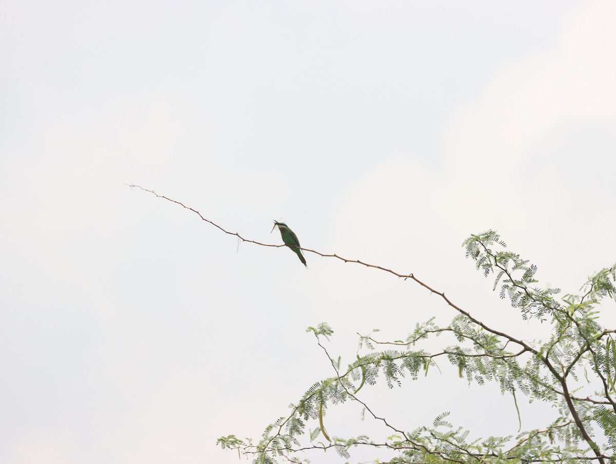 Blue-cheeked Bee-eater - ML611391006
